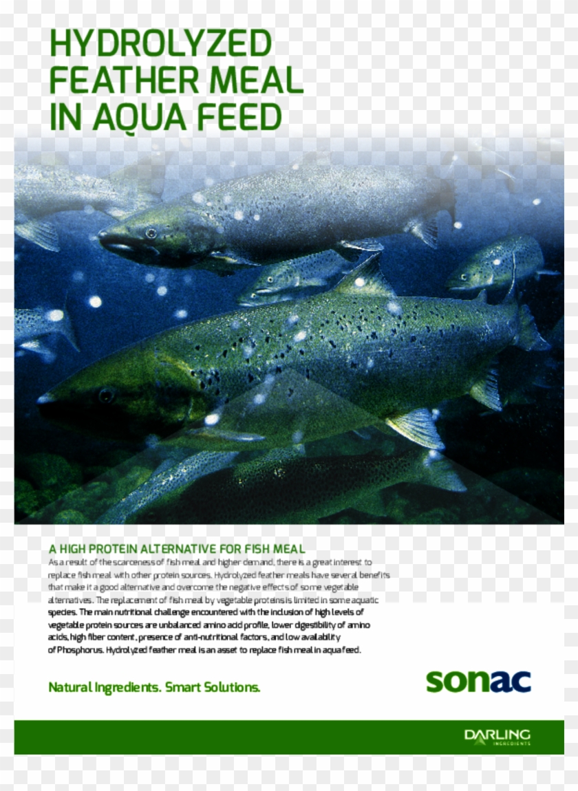 Hydrolyzed Feather Meal In Aqua Feed - Forage Fish Clipart #2492097