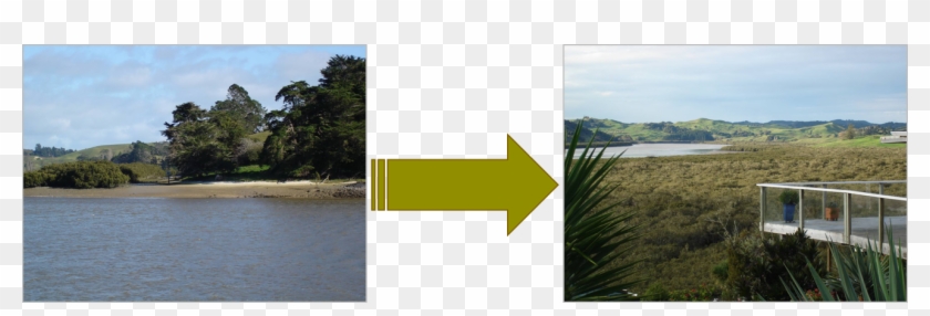 How To Grow A Mangrove Forest - Tree Clipart