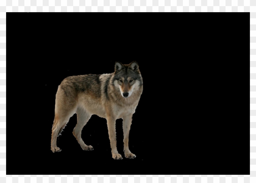 Coyote Clipart #2492528