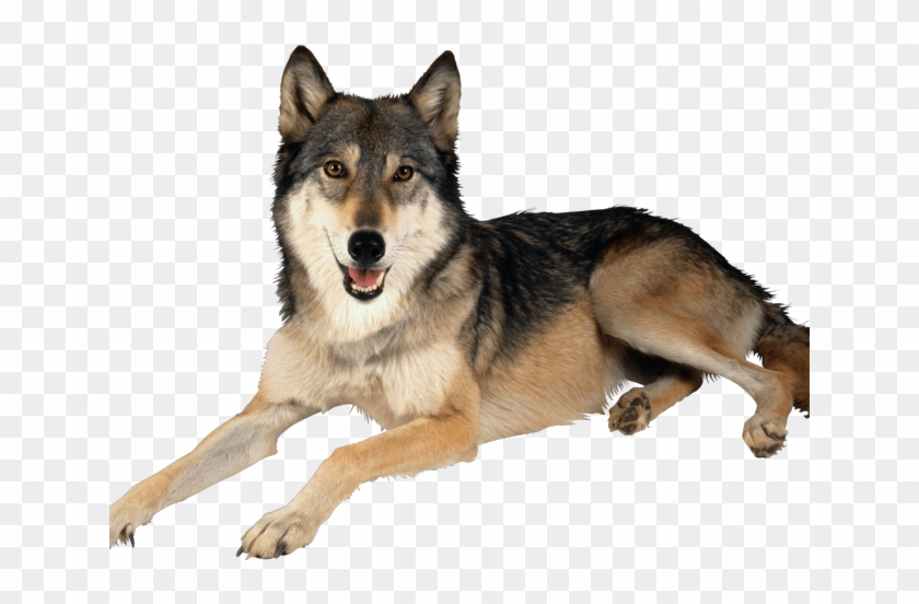 Wolf Png Transparent Images - Big Dog Is Laying Down Clipart #2492584