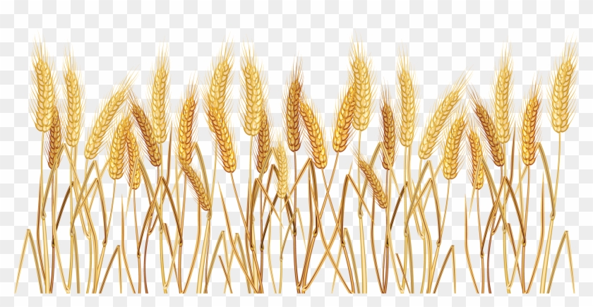 Wheat Border Clipart - Wheat Clip Art - Png Download #2492974