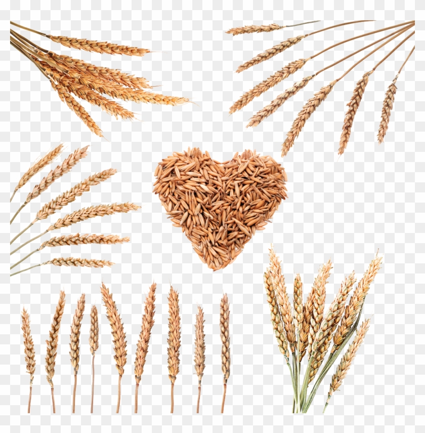 Rice Download Cereal Wheat Grain Image Transprent - Png Rice Grain Clipart #2493168