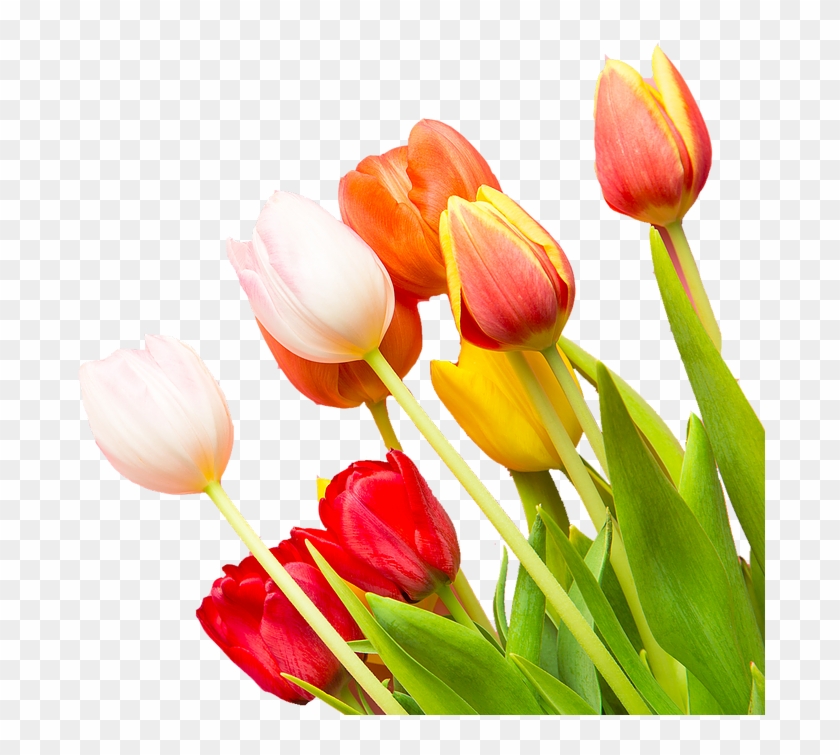 Xoxo - Sprenger's Tulip Clipart #2493552