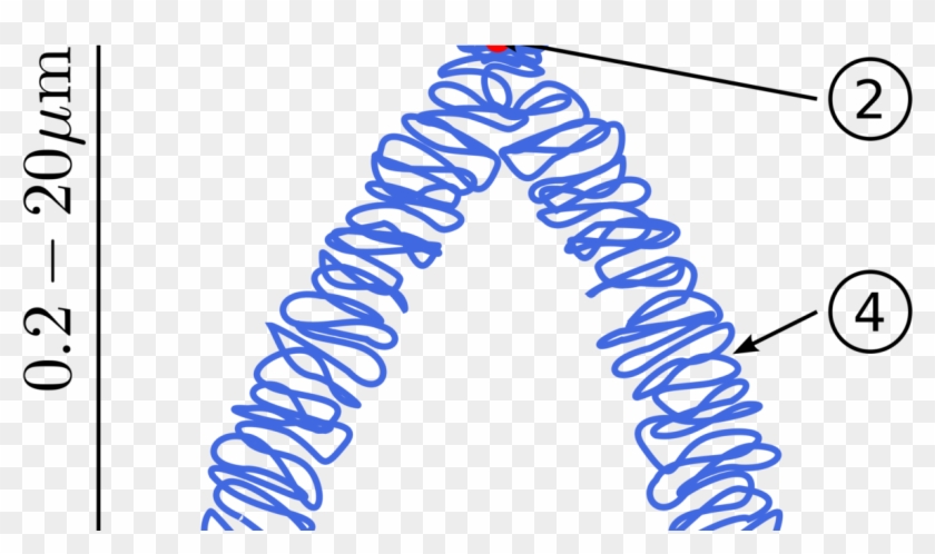 Botany Chromosomal Aberrations, Structural Chromosomal - Locus And Allele Definition Clipart #2493649