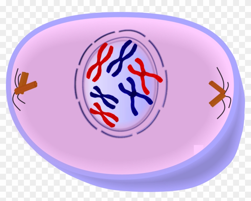 Chromatin Drawing Chromosome Sister Chromatids - Cell In Prophase Clipart #2493720