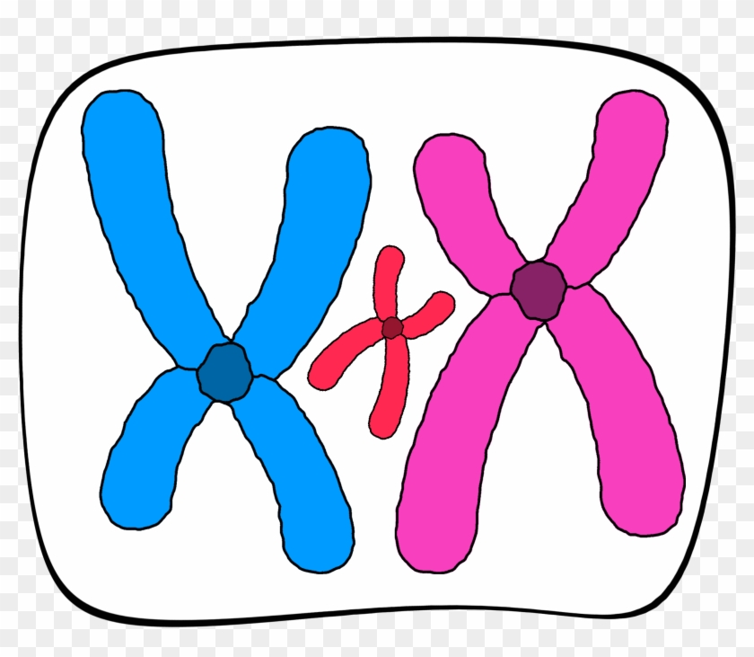 Aims Of This Page - Small Supernumerary Marker Chromosome Clipart #2493971