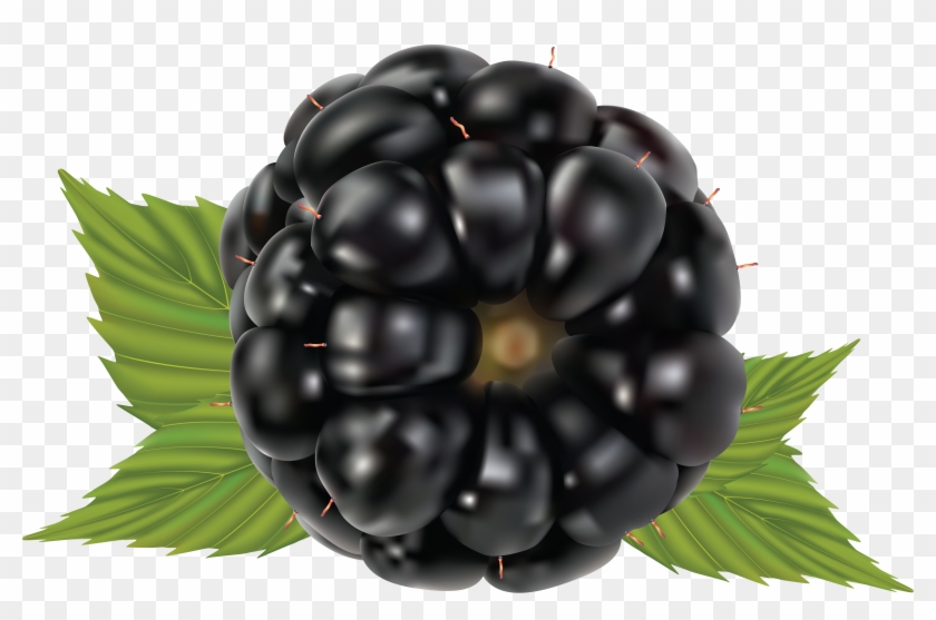 Blackberry Png - Set Of 5 Fruits Clipart