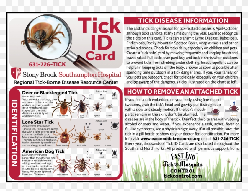 Tick Id Card - Deer Tick Clipart