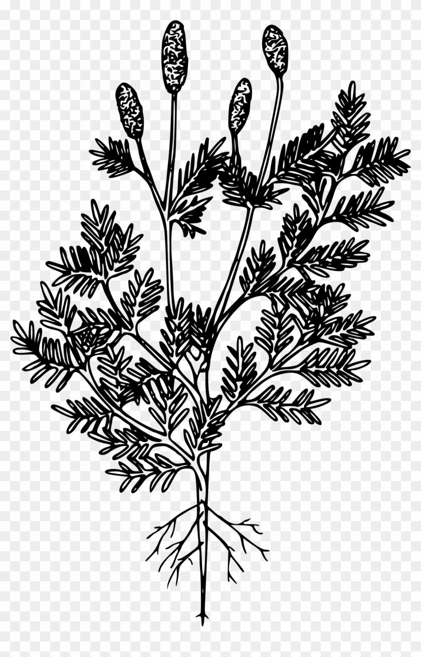 This Free Icons Png Design Of Western Burnet - Caesalpinia Clipart