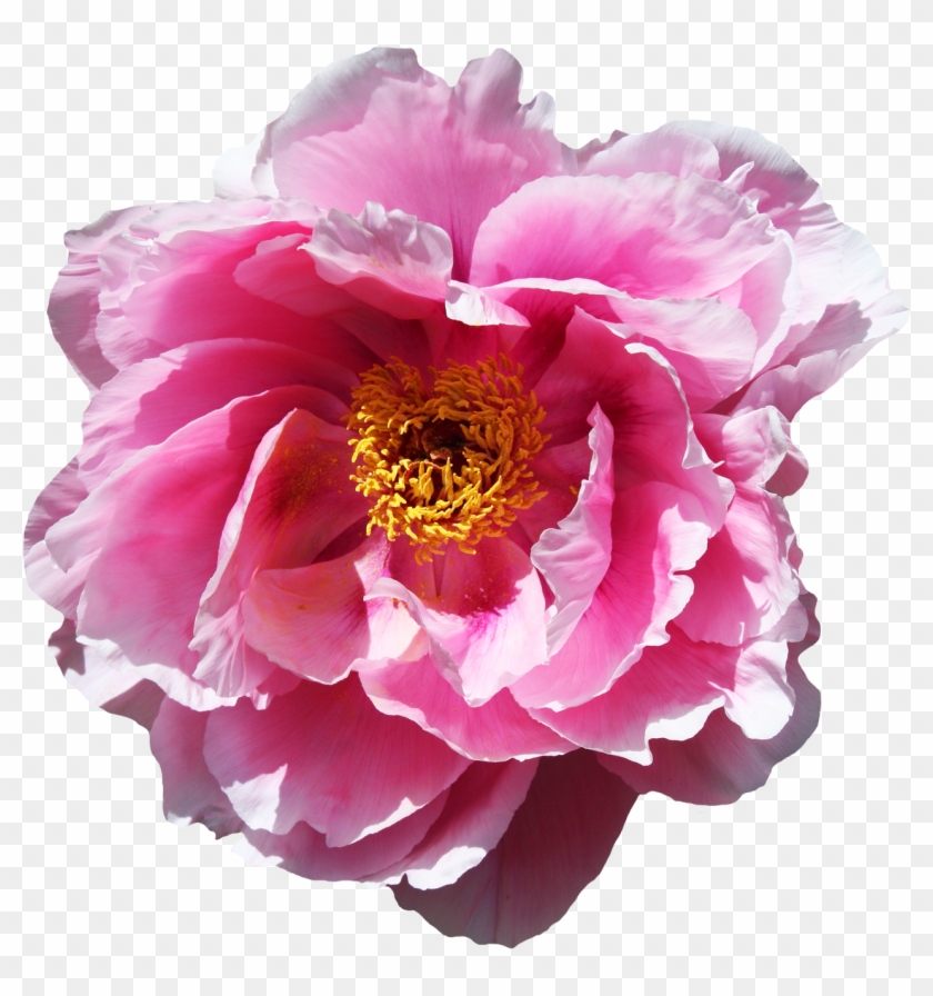 Flower Png For Edits Clipart #251035