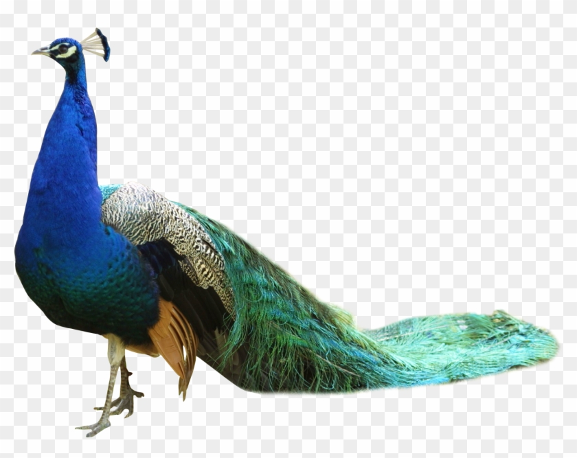 Peacock Png Transparent Image - Peacock Png Clipart
