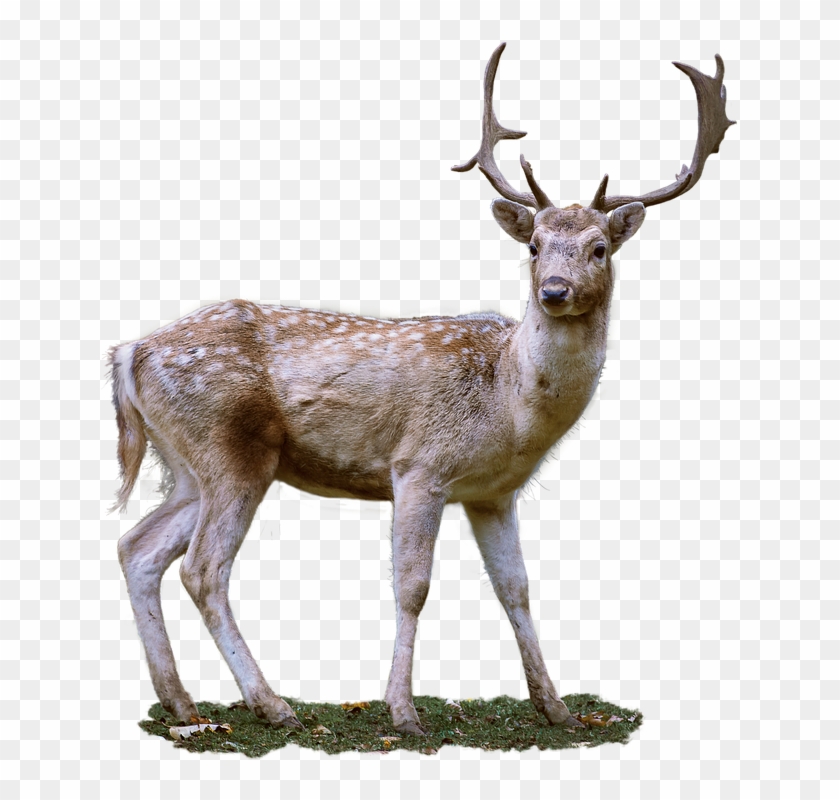 Roe Deer, Antler, Png, Fallow Deer, Wild, Nature - Deer Buck With Transparent Background Clipart #252758