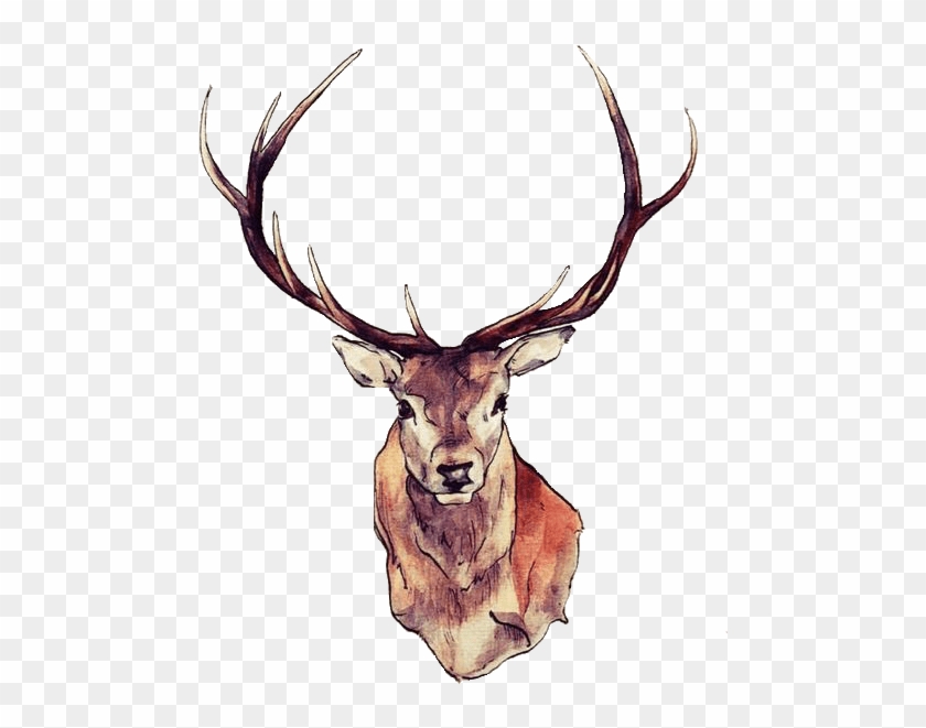 Deer Face - Deer Png Clipart