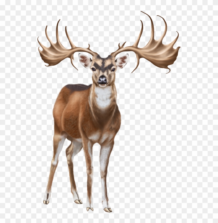Deer Png Clip Art - Elk Transparent Png #253100
