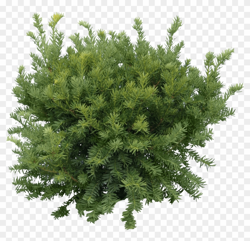 Bush Fir Tree - Png Cb Edits Background All Clipart