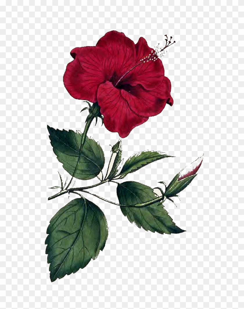 Flower Png Image - Hibiscus Rosa Sinensis Drawing Clipart #253289