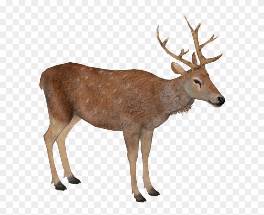Barbary Deer M - Elk Clipart #253355