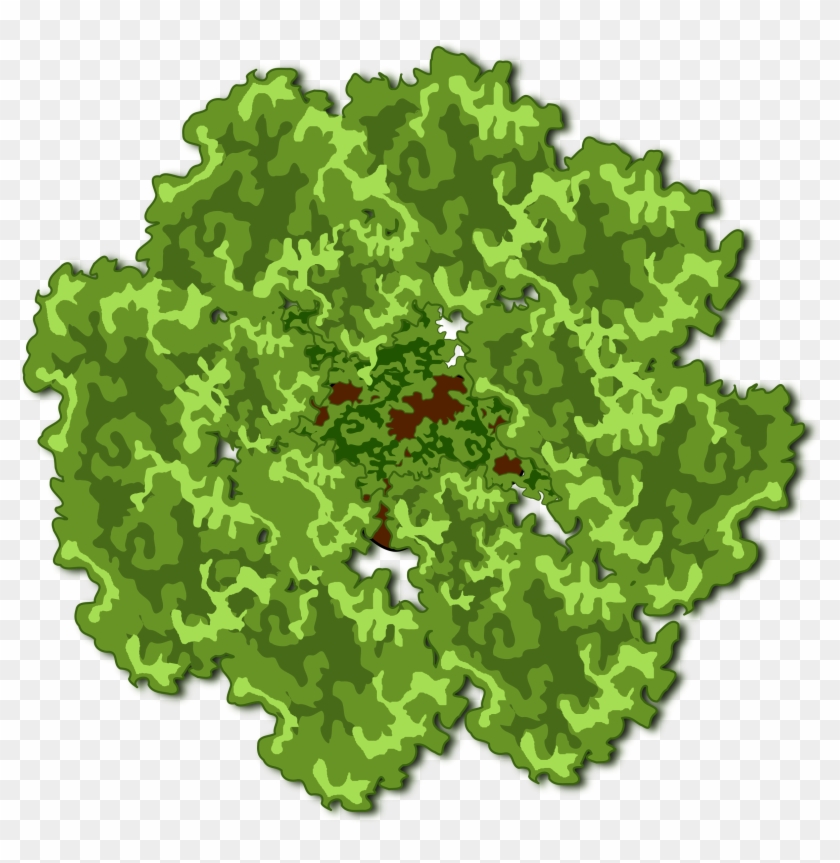 Top Of Tree Clipart & Top Of Tree Clip Art Images - Plan Tree Png Watercolor Transparent Png