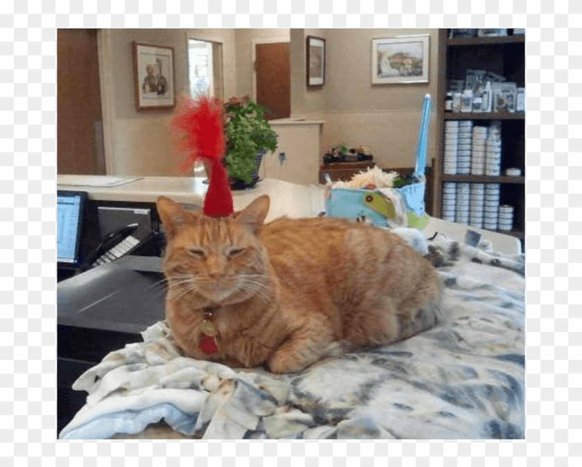 Hank With A Birthday Hat - Tabby Cat Clipart