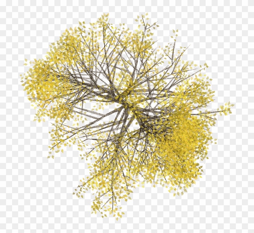 Photoshop Png, Photoshop Design, Trees Top View, Tree - Floor Plan Tree Png Clipart