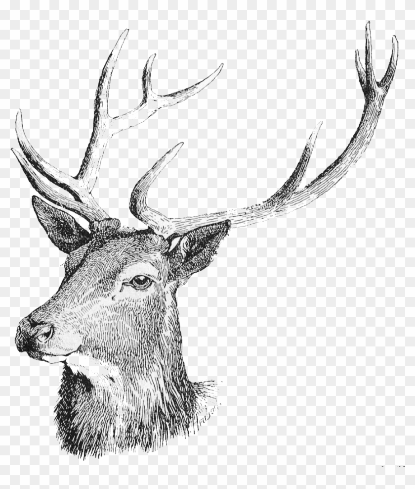 Deer Head Png Free Download - Deer Coloring Clipart #253772