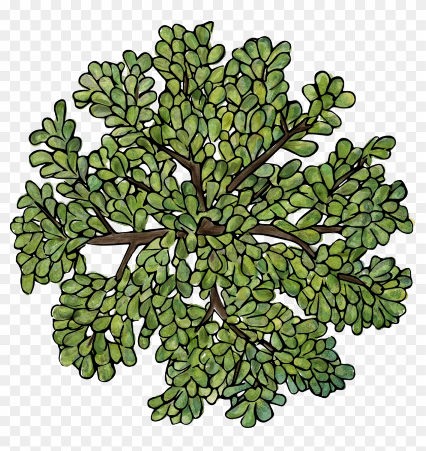 1070 X 1082 5 - Png Top View Tree Clipart