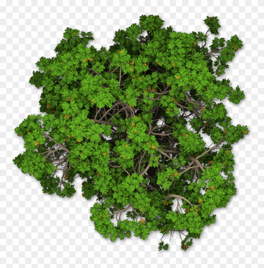 Download Tree Plans Directory - Tree Site Plan Png Clipart Png Download