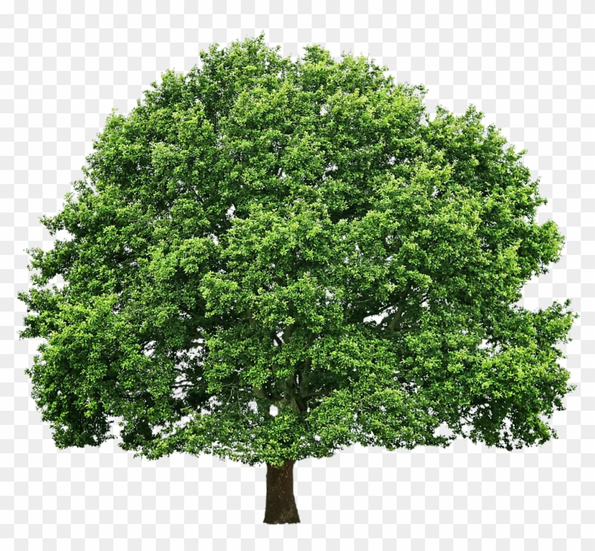 Tree Top View Texture , Png Download Clipart #254645