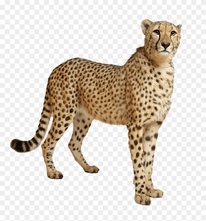 Cheetah Still - Cheetah Transparent Clipart