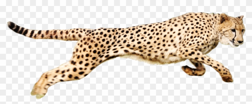 Cheetah Download Png - Cheetah Png Clipart #254709