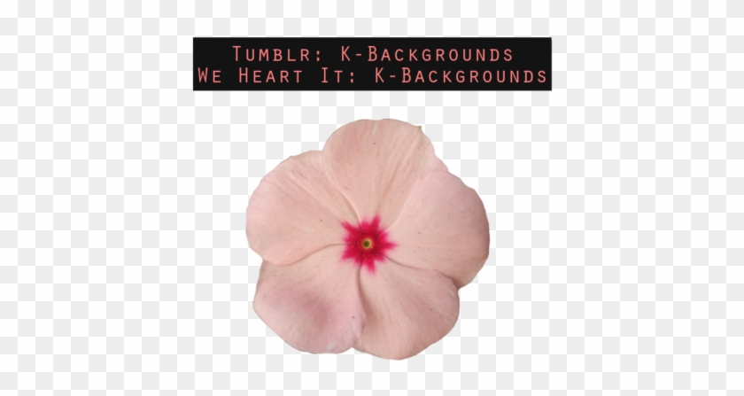Hawaiian Hibiscus Clipart
