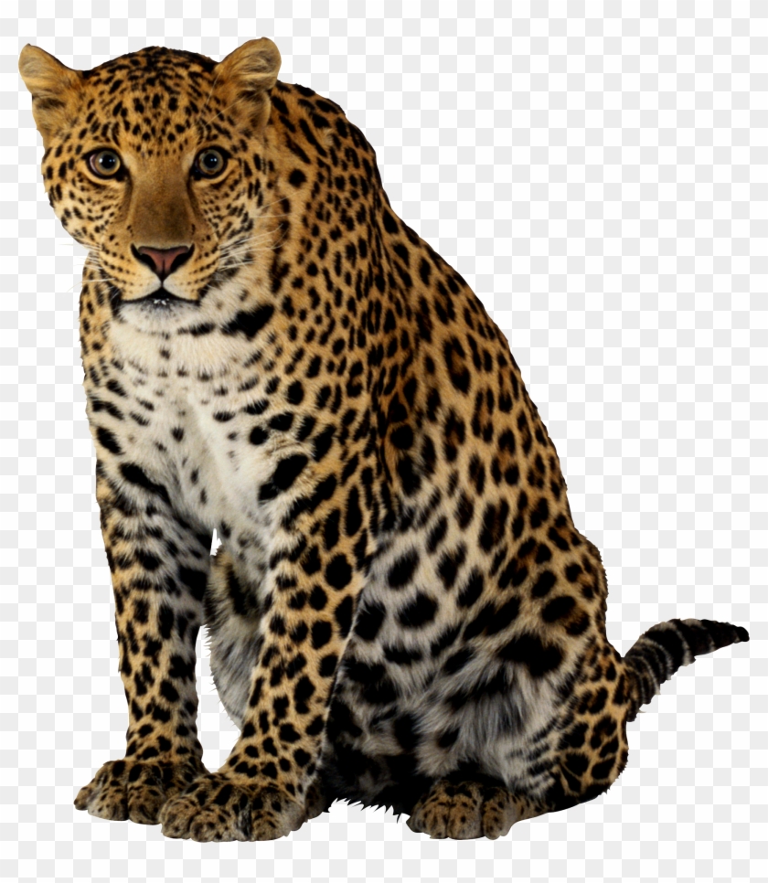 Cheetah Png - Леопард Png Clipart #254834