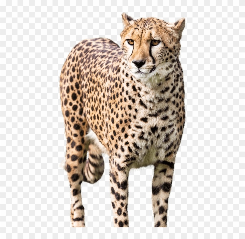 Share This Article - Jason Statham Cheetah Clipart