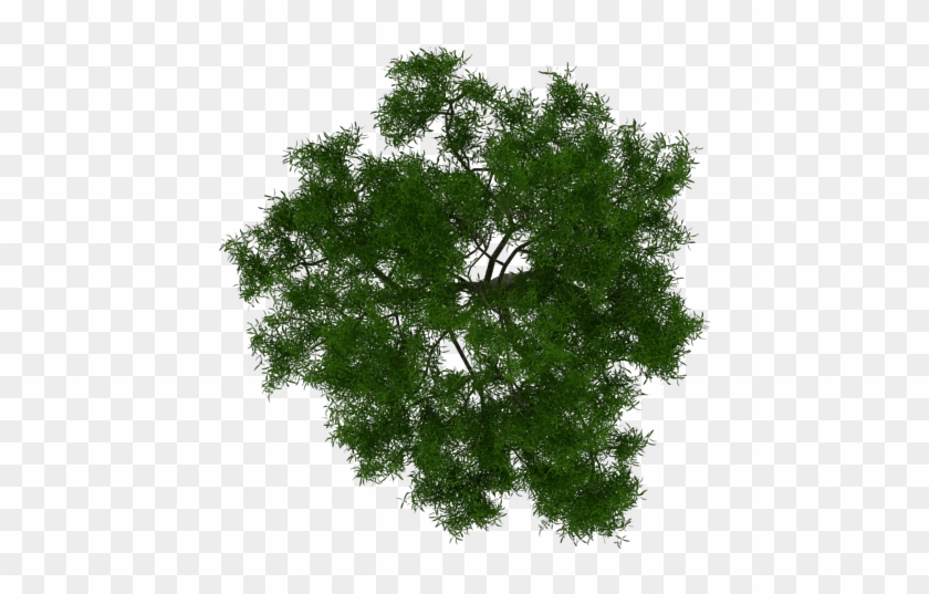 Visit - Arboles Para Photoshop En Planta Clipart