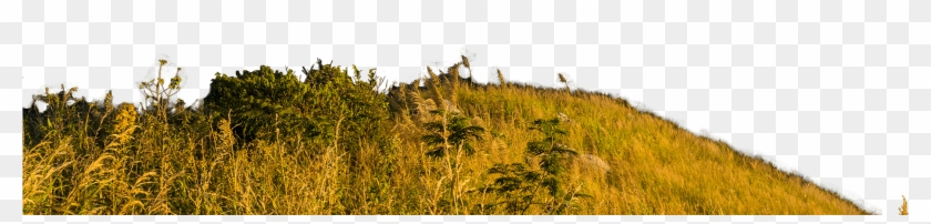 Thailand - Grass Clipart