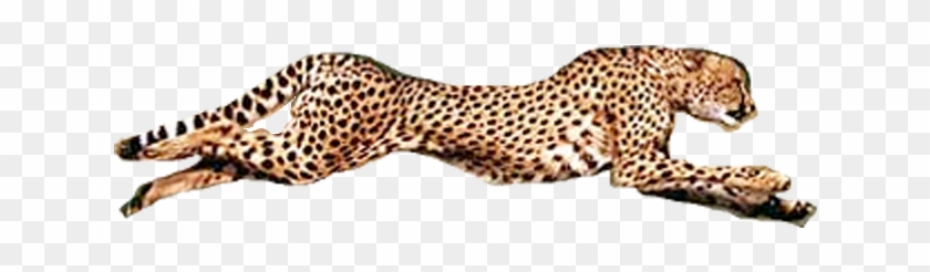 Running Cheetah Transparent Background Png - Cheetah Conservation Fund Clipart