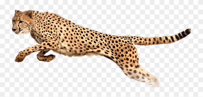 Free Png Cheetah Png Images Transparent - Cheetah Running White Background Clipart