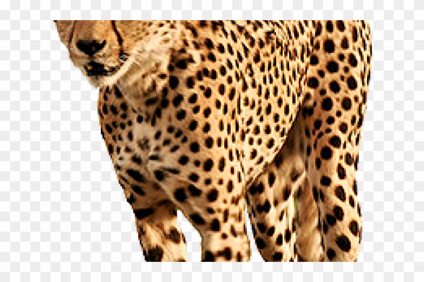 Cheetah Transparent Background Clipart