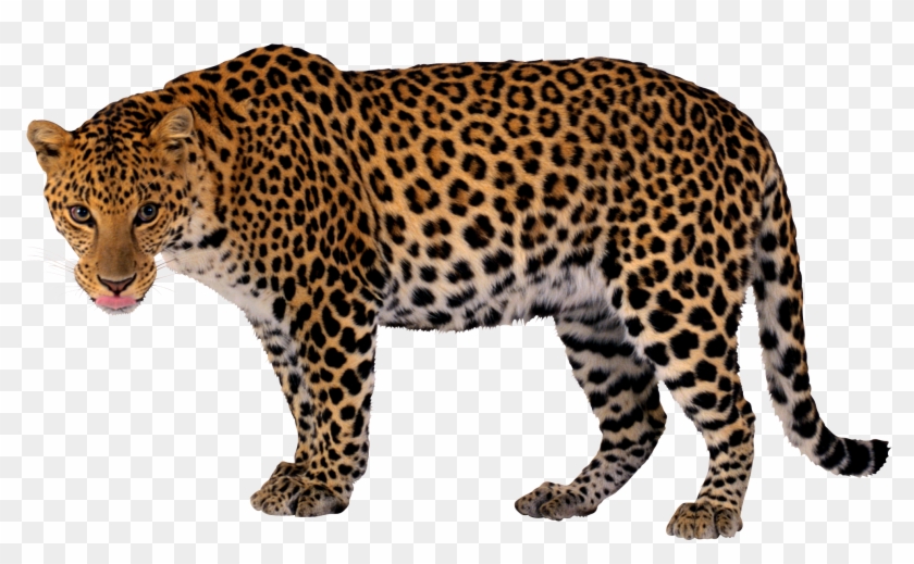 Share This Article - Lion Tiger Cheetah Leopard Jaguar Panther Png Clipart #255559