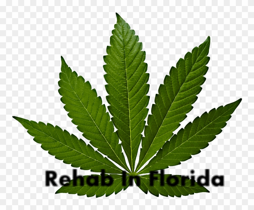 Rehab For Marijuana Abuse - Cannabis Leaf Clipart