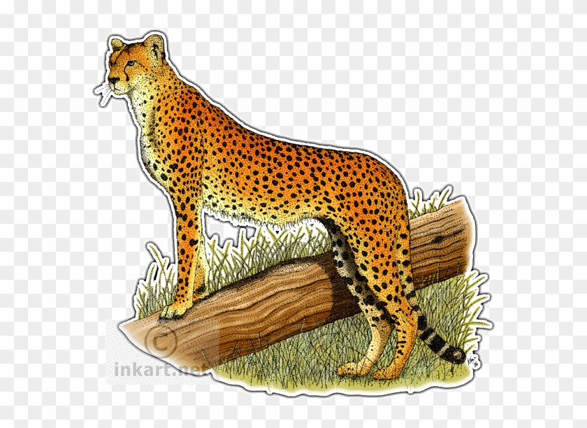 Color In Cheetah Animal Clipart #256198