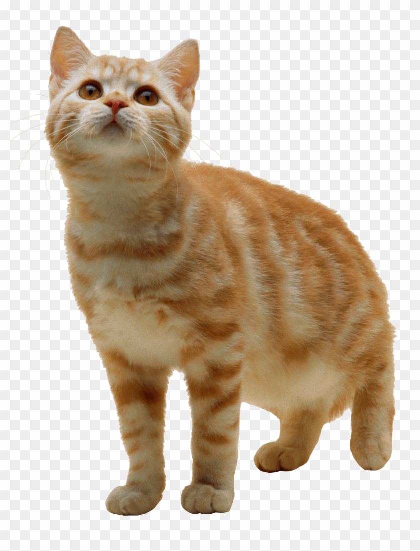 Cat Kitten - Cat With Transparent Background Clipart #256694