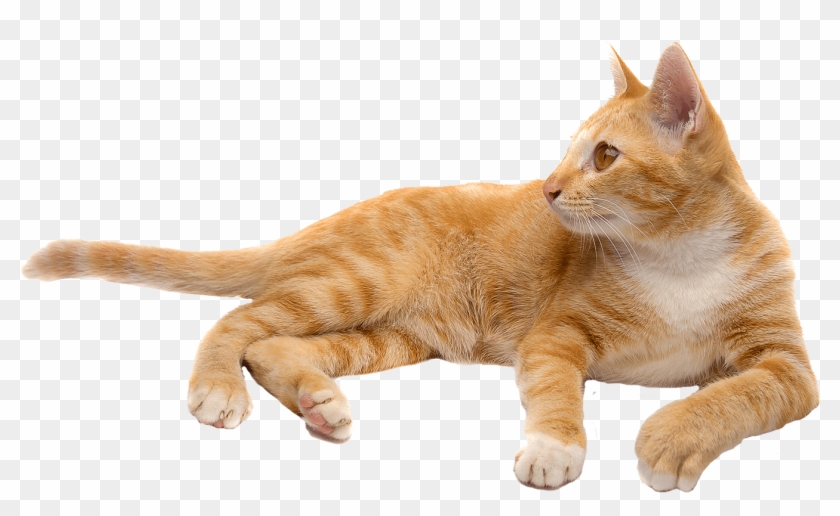 Transparent Cat Clipart