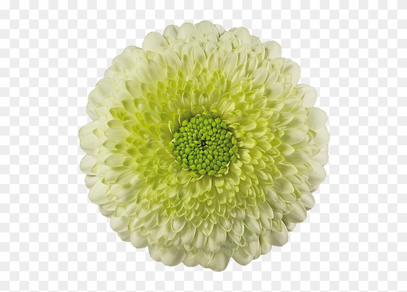 Kermit - Germini Pomponi Clipart #256815