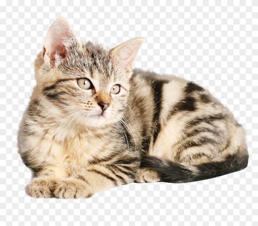 Cat - Png Images Of Cat Clipart #256837