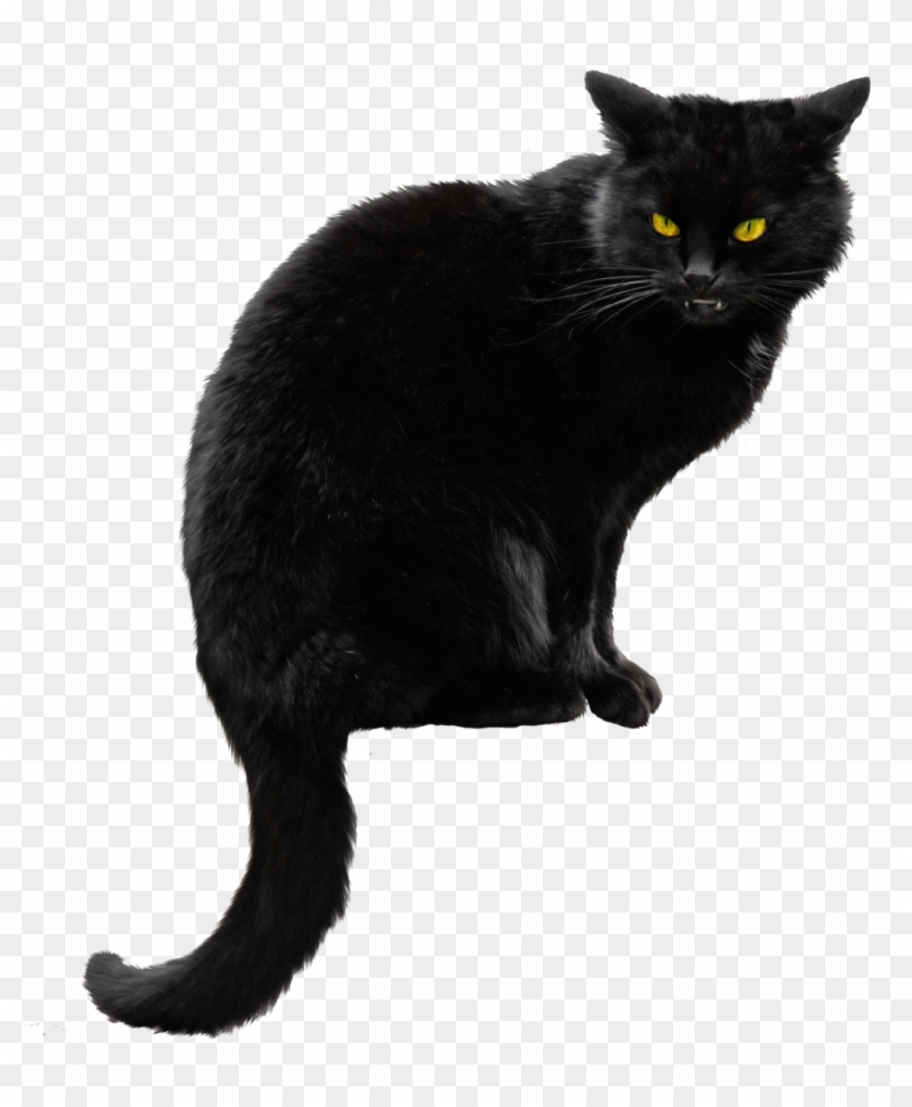 Black Cat Png Hd Clipart #256893