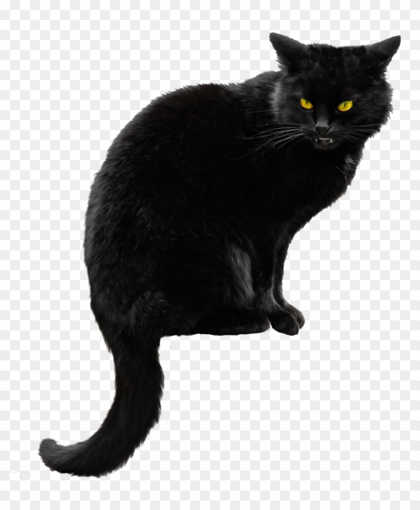 Black Cat Png Hd Clipart