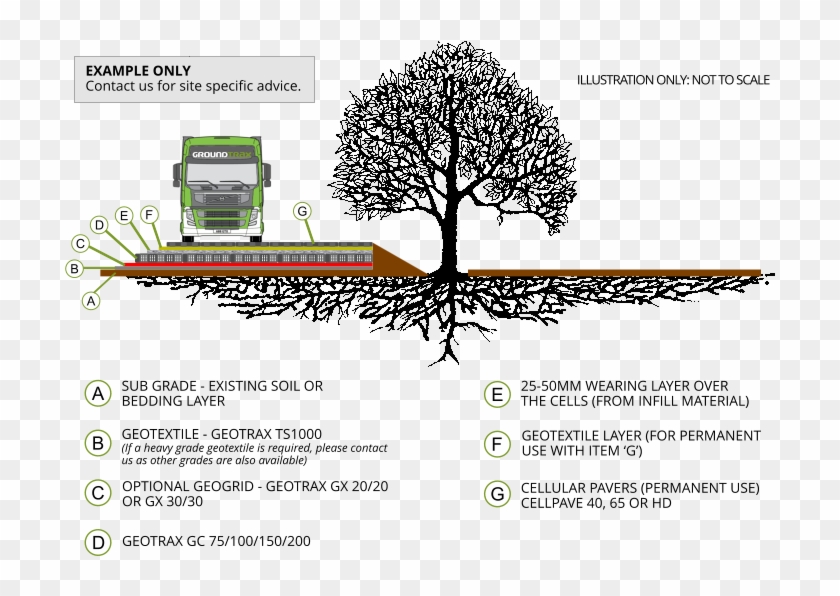 Tree Root Protection Example - Tree Root Protection During Construction Clipart