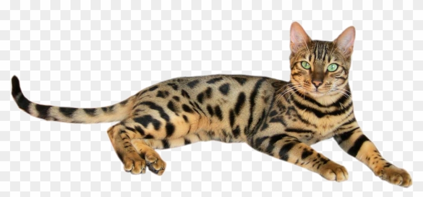 Brown Spotted Tabby Bengal Cat 2 - Yellow Cat With Black Stripes Clipart