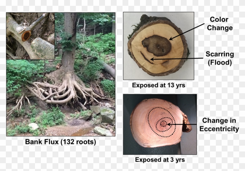 Tree Roots Cross Section Clipart #257587